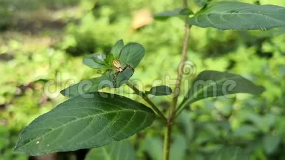 一种野生植物叶子上的棕色小蜘蛛视频的预览图