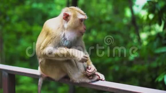 公园的栏杆上坐着一只野猴子动物的自然栖息地视频的预览图