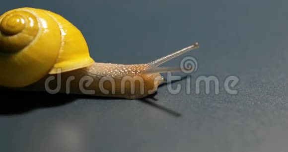 黄色蜗牛大镜头视频的预览图