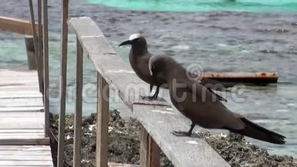 在海边小船附近的木码头上的鸟视频的预览图