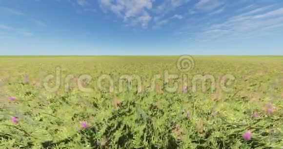 风中的4K彩色花草自然风景蓝天和云彩视频的预览图