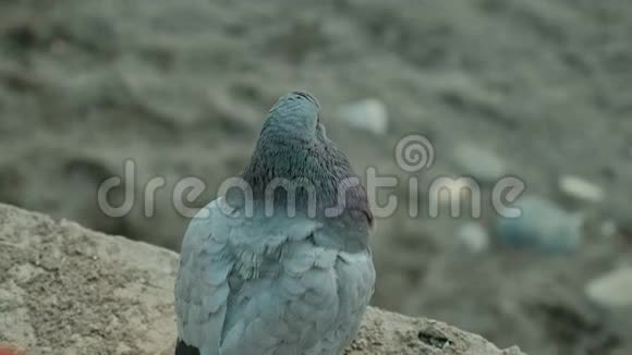 鸽子射击得很近灰鸽子坐在地上或沙子上视频的预览图