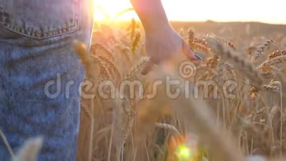 靠近雌性的手移动着在草地上生长的成熟小麦触摸着庄稼的金色耳朵少女视频的预览图