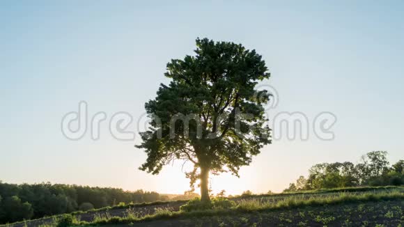 日落时绿草地上的孤树一棵树在田野里视频的预览图