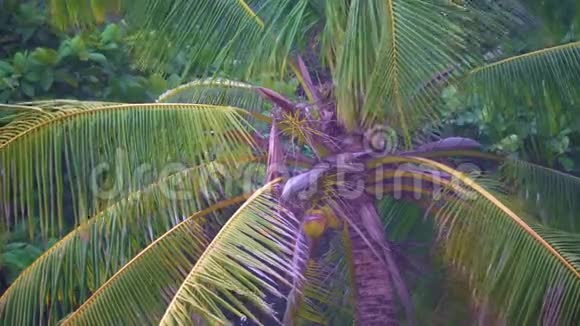 椰子棕榈特写热带亚洲视频的预览图