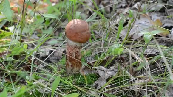 有人在森林里捡蘑菇视频的预览图