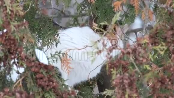 猫在图哈的树枝上猎鸟视频的预览图