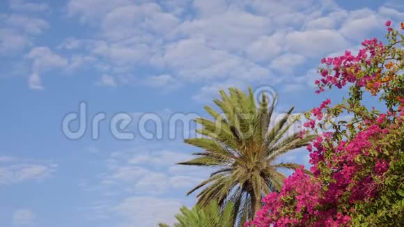 夹竹桃和棕榈树的粉红色花朵在蓝色多云的天空中视频的预览图