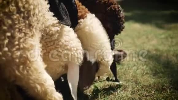 几只羊在为食物而挣扎视频的预览图