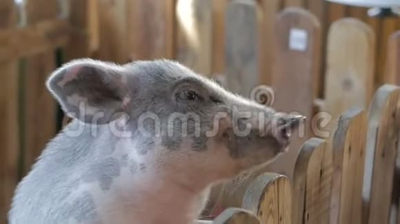 一只可爱的小猪穿过木栅栏视频的预览图