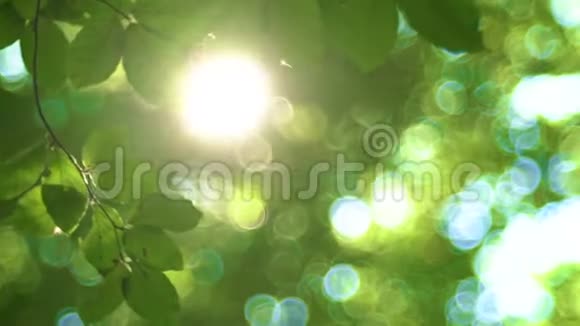 阳光和新鲜的绿树叶森林里的阳光视频的预览图