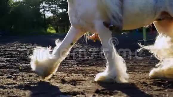 在地上奔跑的马的蹄子视频的预览图
