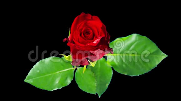 红玫瑰盛开随着阿尔法通道的时间流逝视频的预览图