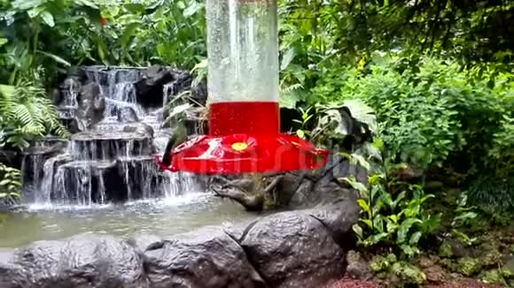 在哥斯达黎加的拉巴斯瀑布花园两只蜂鸟在喂食器中觅食视频的预览图