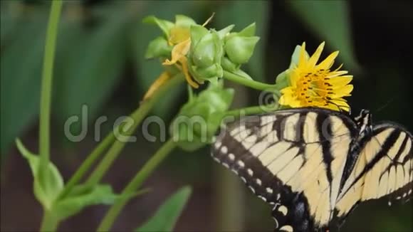 蝶形虎形燕尾配气荚膜硅质花杯植物视频的预览图