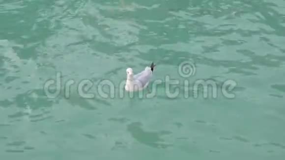 白天漂浮在绿松石海水上的白色海鸥特写视频的预览图