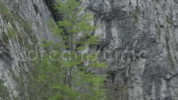 陡峭的岩石和树视频的预览图