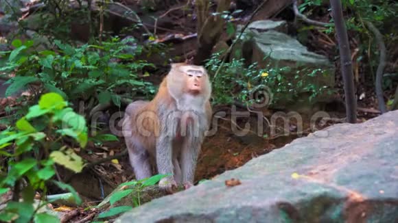 猴子站在雨林的岩石上丛林野生猴子的栖息地视频的预览图