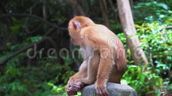 森林里的猴子坐在岩石上环顾四周视频的预览图