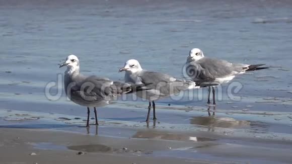 三只海鸥在水边视频的预览图