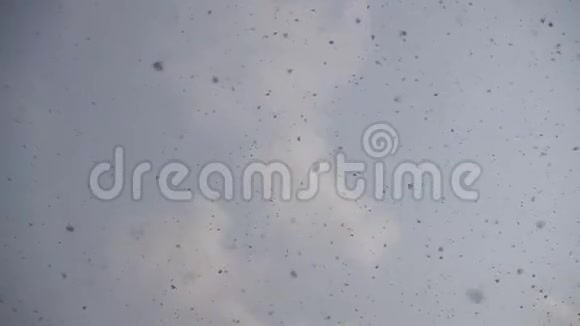 冬天的雪花落在寒冷的云天上视频的预览图