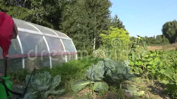 男人在花园里喷白菜床防止害虫杂草4公里视频的预览图
