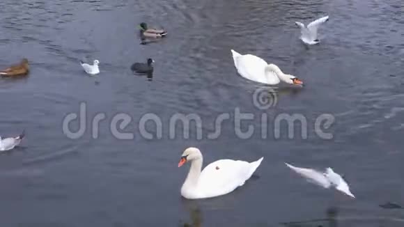 河里有天鹅和鸭子视频的预览图
