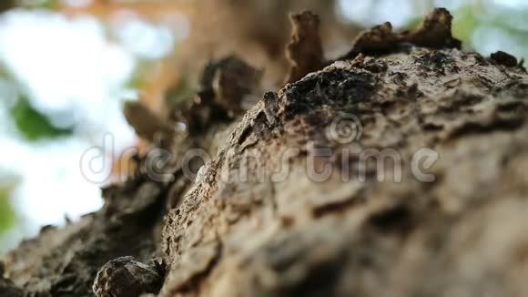 粗糙的缅甸垫木树皮表面和奔跑的蚂蚁视频的预览图