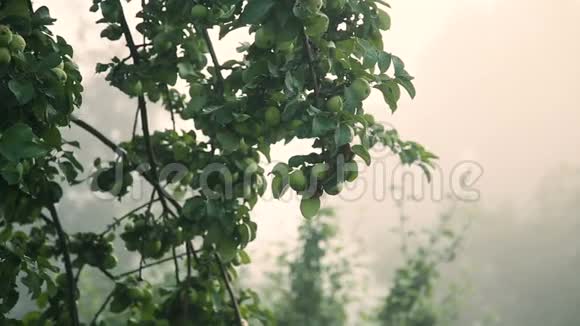 绿苹果雨后滴在树上视频的预览图