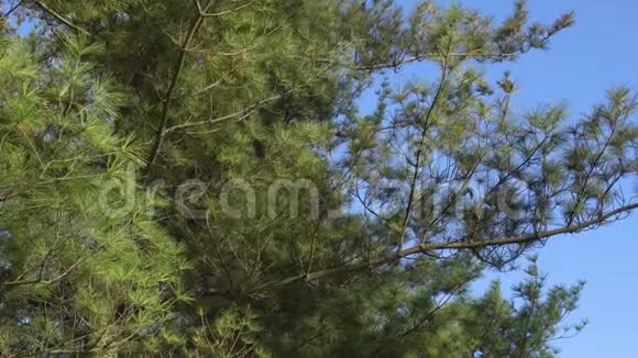 早春青翠的松枝视频的预览图