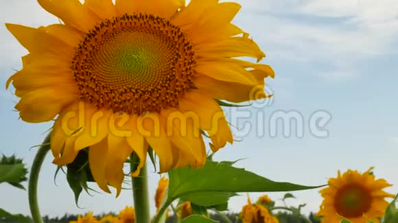 农场里盛开的葵花视频的预览图