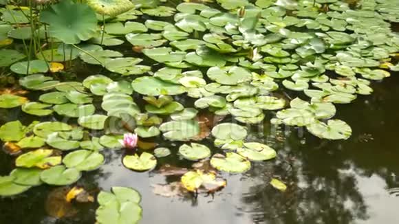 莲子在沼泽的池塘里盛开的粉红色灌木丛视频的预览图