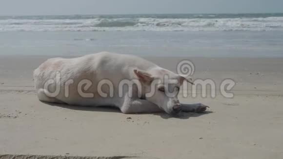 一只孤独的白色狗躺在印度洋岸边的黄沙上4公里视频的预览图