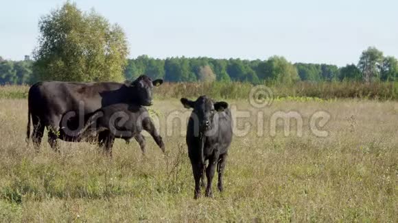 小牛靠近奶牛喝牛奶吃牛群在田里放牧农场的肉类生产夏天温暖的一天视频的预览图