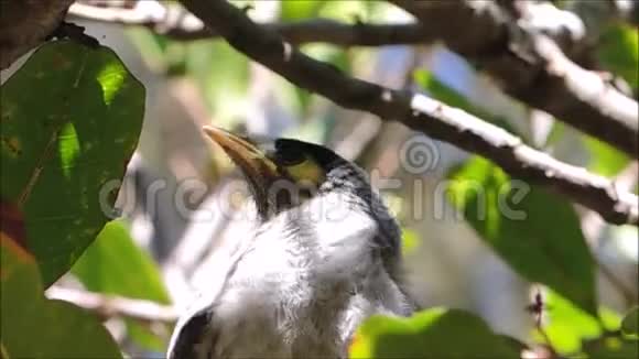在澳大利亚悉尼阳光明媚的一天一只可爱的幼鸟在树上飞翔视频的预览图
