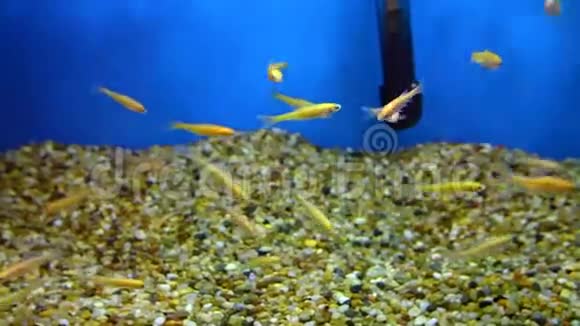 小鱼在水族馆里游泳视频的预览图