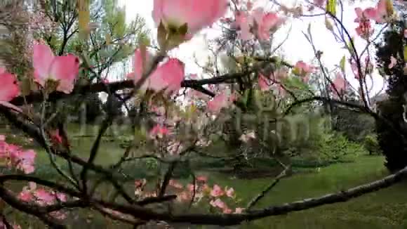 康纳斯佛罗里达鲁布拉树意大利塔伦托市植物园视频的预览图