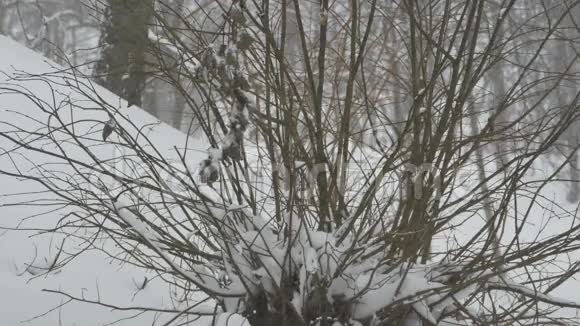 在无叶的灌木丛中下雪视频的预览图