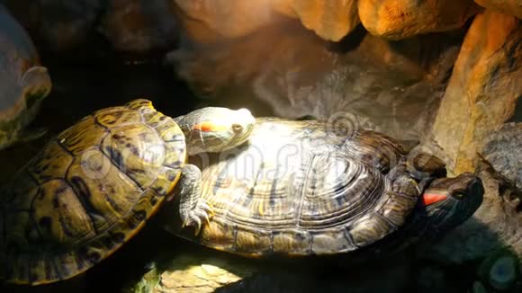 两只海龟在一个封闭的地方视频的预览图