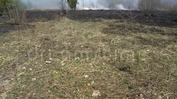 野火烧死后的森林和田野黑土地灰烬烟雾危险的干旱天气生态灾难视频的预览图