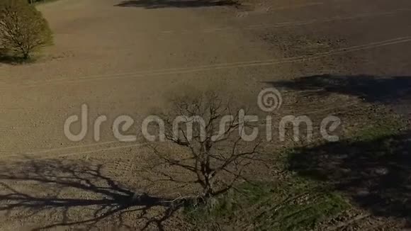 高清空中回旋拍摄老橡树在田野慢动作视频的预览图