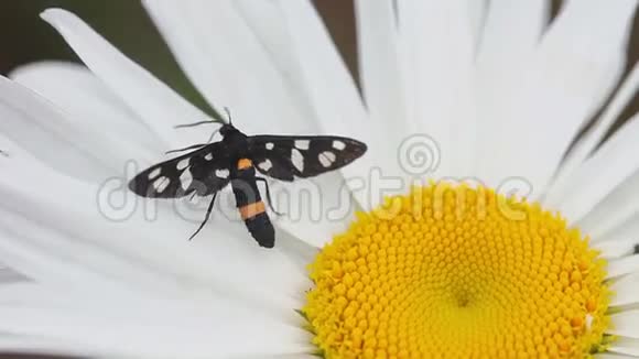 一朵花雏菊上的蛾视频的预览图