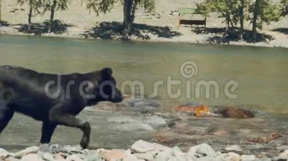 特写湿狗慢动作甩水成人拉布拉多犬牙齿上有拐杖在河上沐浴享受视频的预览图