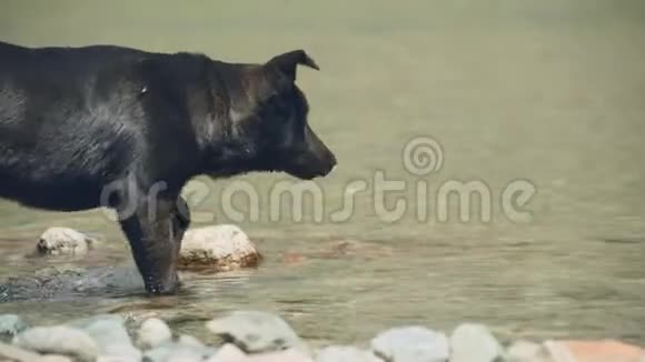 特写湿狗慢动作甩水成人拉布拉多犬牙齿上有拐杖在河上沐浴享受视频的预览图