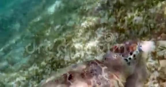 吃海龟视频的预览图