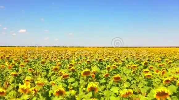 从空中俯瞰向日葵田野飞越向日葵的田野有人穿过黄色的向日葵视频的预览图