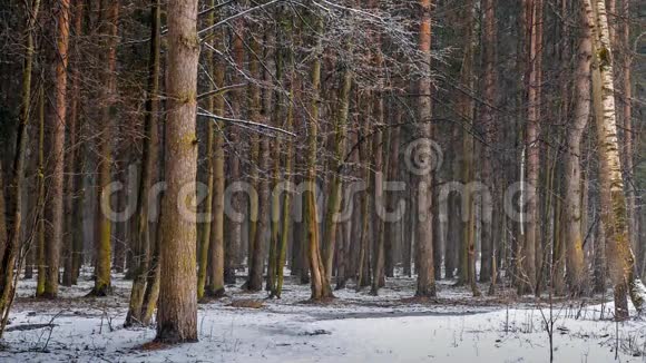 森林里的雪视频的预览图