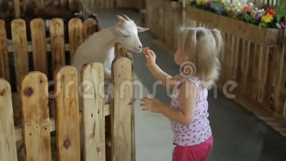 一个小女孩在动物园或农场里喂山羊蔬菜视频的预览图