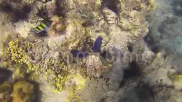 4安达曼海珊瑚礁的海底鱼类和海胆片段视频的预览图