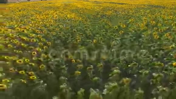 许多黄色的向日葵视频的预览图